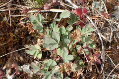 Sibbaldia procumbens