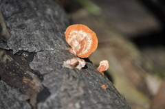 Trametes coccinea
