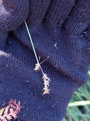 Carex echinata