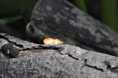 Trametes coccinea