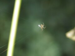 Metellina segmentata