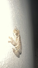 Trachycephalus vermiculatus