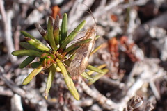 Trichoptera