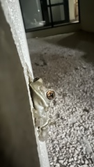 Trachycephalus vermiculatus