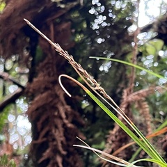 Carex uncinata