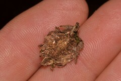 Psychidae