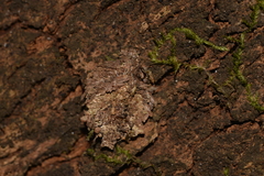 Psychidae
