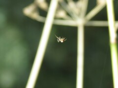 Metellina segmentata