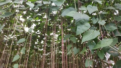 Cissus verticillata