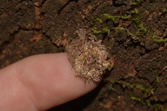 Psychidae