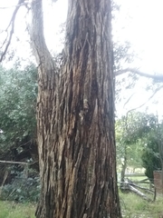 Eucalyptus sideroxylon