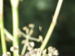 Metellina segmentata