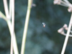 Metellina segmentata