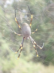 Trichonephila plumipes