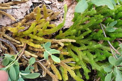 Lycopodium lagopus