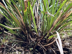 Carex uncinata