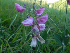 Lathyrus latifolius