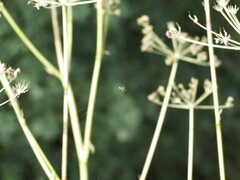 Metellina segmentata