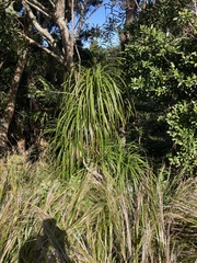 Freycinetia banksii