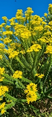 Euryops virgineus