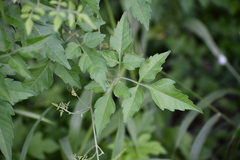 Serjania brachycarpa