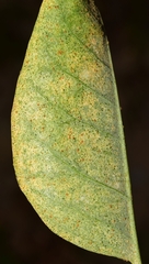 Acariformes