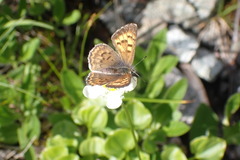 Tharsalea mariposa