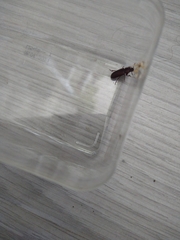 Tenebrio molitor