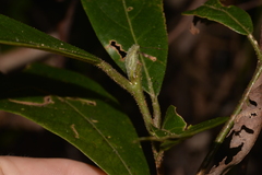 Litsea australis