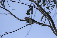 Pachycephala pectoralis