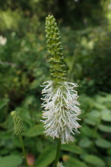 Sanguisorba