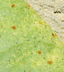 Acariformes