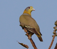 Treron phoenicopterus