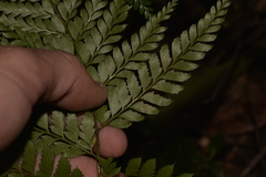 Arachniodes aristata