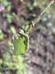 Symphyta