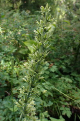 Veratrum viride
