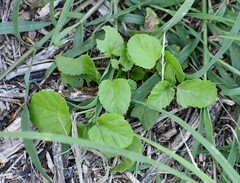 Malvastrum coromandelianum