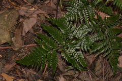 Arachniodes aristata