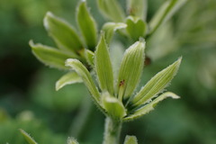 Veratrum viride