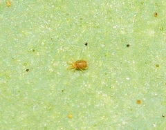 Acariformes