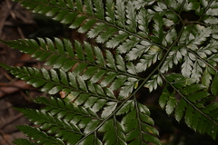 Arachniodes aristata