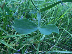 Lathyrus latifolius