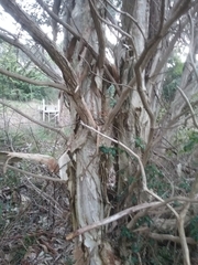 Melaleuca styphelioides