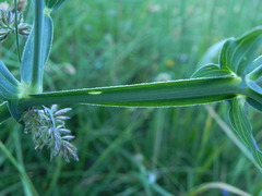 Lathyrus latifolius