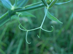 Lathyrus latifolius