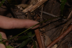 Arachniodes aristata