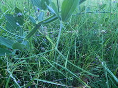 Lathyrus latifolius