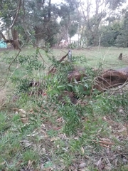 Melaleuca styphelioides