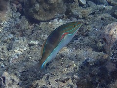 Stethojulis bandanensis