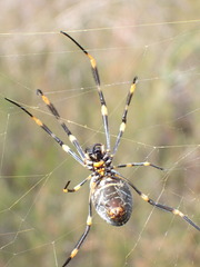 Trichonephila plumipes